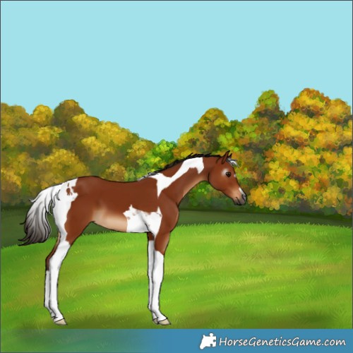 Horse Color:Gray Bay Tobiano