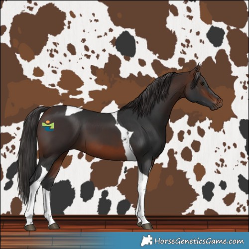 Horse Color:Brown Tobiano 