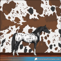 Horse Color:Black Sabino Tobiano Blanket Rabicano 