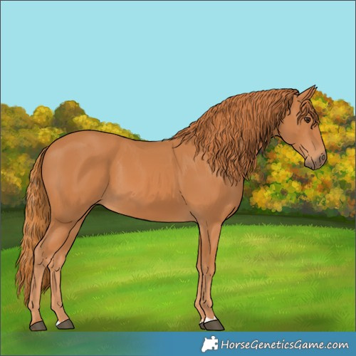 Horse Color:Chestnut 