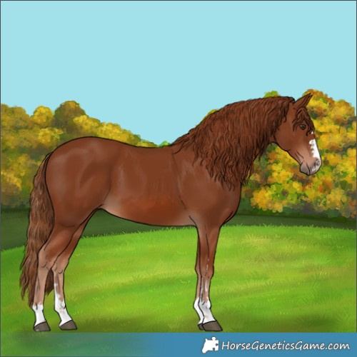 Horse Color:Chestnut 