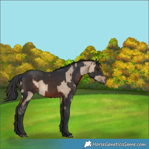 Horse Color:Brown Dun and Brown