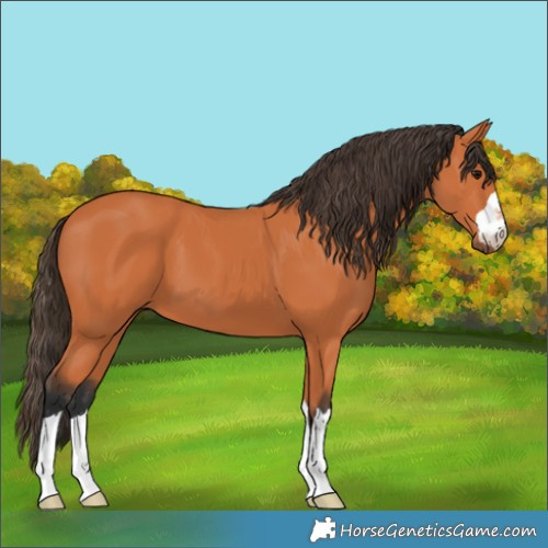 Horse Color:Bay 