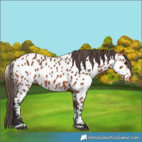Horse Color:Bay Appaloosa 