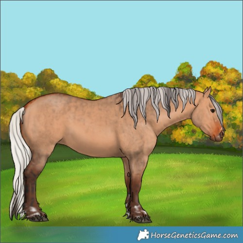 Horse Color:Bay Dun  and Silver Bay Dun 