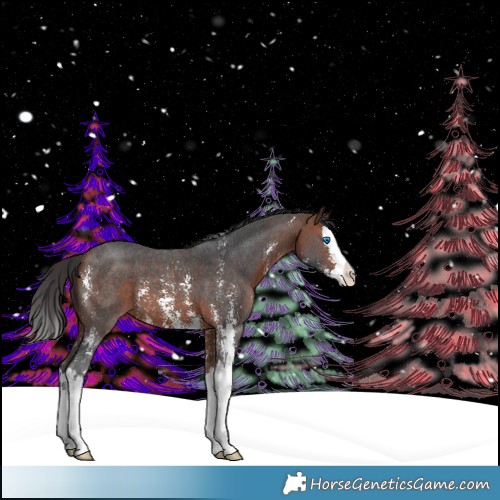 Horse Color:Brown Sabino Splash Appaloosa