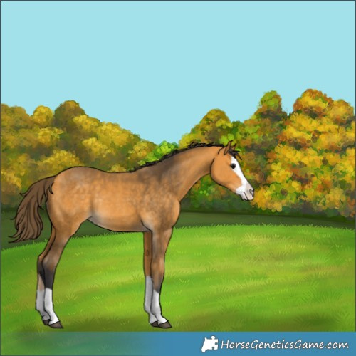 Horse Color:Buckskin Splash Rabicano 