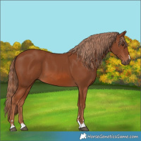 Horse Color:Chestnut 
