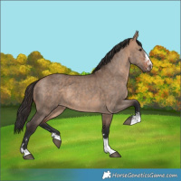Horse Color:Bay Dun and Bay Dun