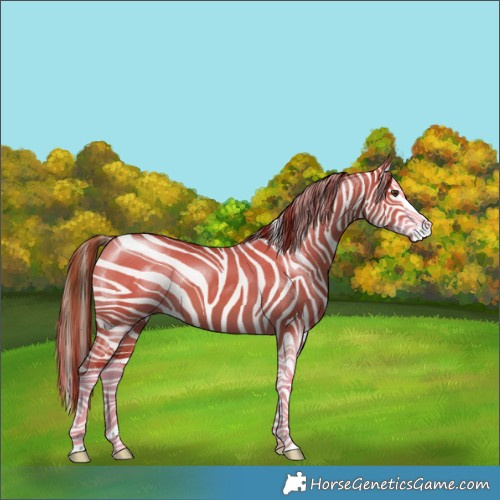 Horse Color:Red Dun Splash 