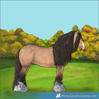Horse Color:Bay Dun  and Bay Dun 