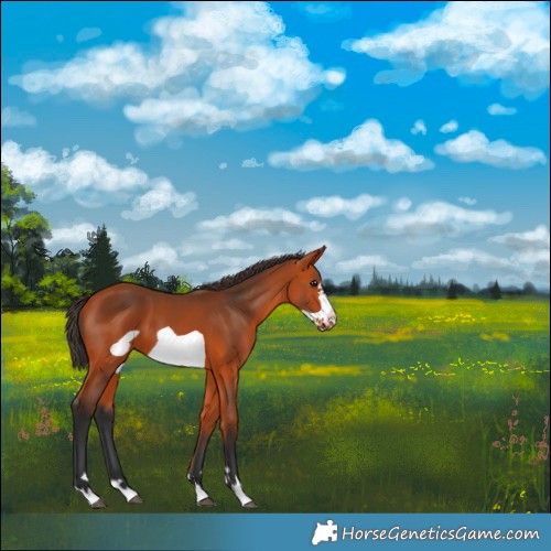 Horse Color:Bay Frame 