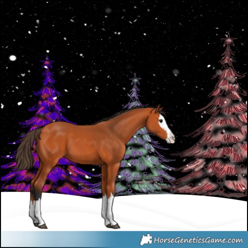 Horse Color:Bay Splash Appaloosa 