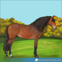 Horse Color:Bay 