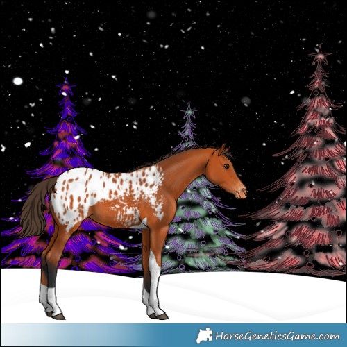 Horse Color:Bay Tobiano Appaloosa 
