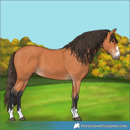 Horse Color:Bay 