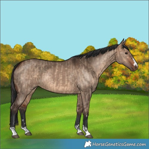 Horse Color:Bay Dun  and Bay Dun 