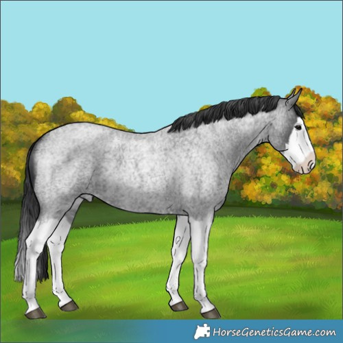 Horse Color:Blue Roan Splash 