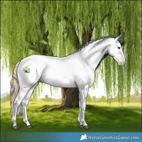 Horse Color:White Spotted Red Dun Appaloosa 