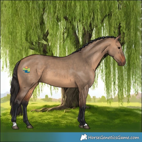 Horse Color:Bay Dun 