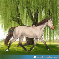 Horse Color:Bay Dun Varnish Rabicano 