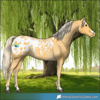 Horse Color:Palomino Appaloosa