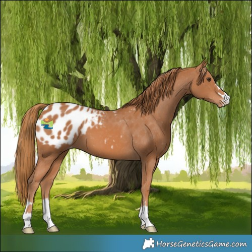 Horse Color:Chestnut Appaloosa 