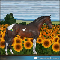 Horse Color:Brown Tobiano 