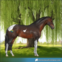 Horse Color:Brown Tobiano