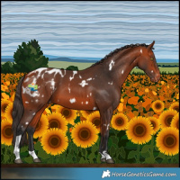 Horse Color:White Spotted Bay Tobiano Blanket 