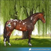 Horse Color:White Spotted Bay Tobiano Appaloosa