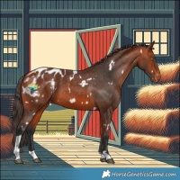 Horse Color:White Spotted Bay Tobiano Appaloosa 