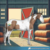 Horse Color:Liver Red Dun Splash Tobiano 