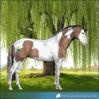 Horse Color:Liver Red Dun Splash Tobiano