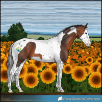 Horse Color:Bay Splash Tobiano 