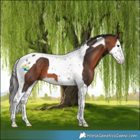 Horse Color:Bay Splash Tobiano