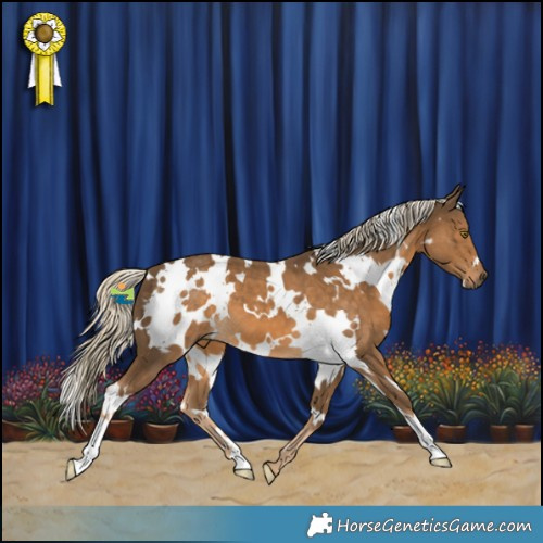Horse Color:White Spotted Chocolate Palomino 