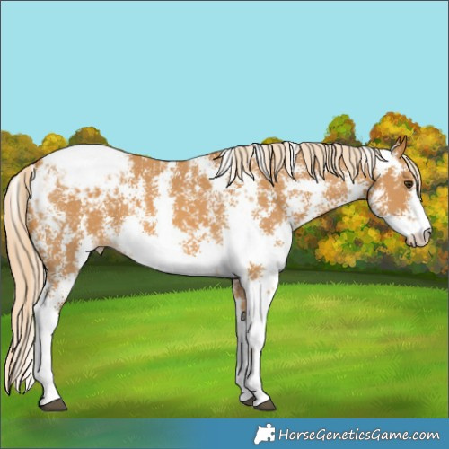 Horse Color:Palomino Sabino Snowcap 