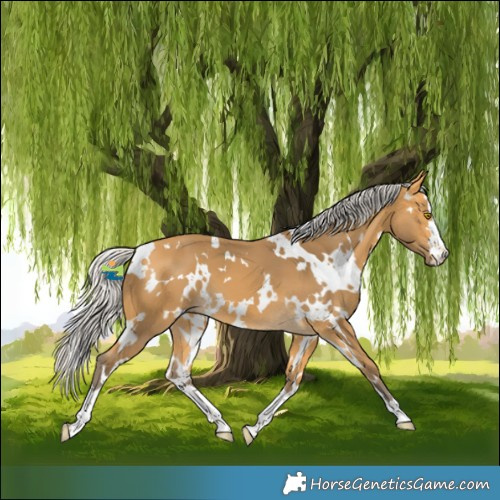 Horse Color:White Spotted Silver Buckskin 