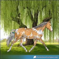Horse Color:White Spotted Silver Buckskin