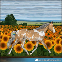 Horse Color:White Spotted Silver Buckskin 