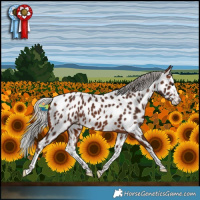 Horse Color:Silver Brown Splash Near Leopard 