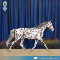 Horse Color:Silver Brown Splash Near Leopard 