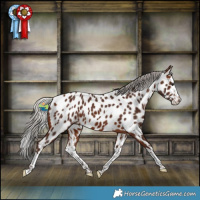 Horse Color:Silver Brown Splash Near Leopard
