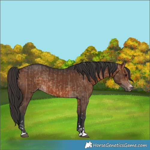 Horse Color:Bay Dun  and Bay 