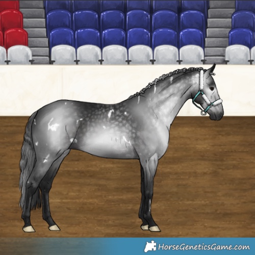 Horse Color:Gray White Spotted Black 
