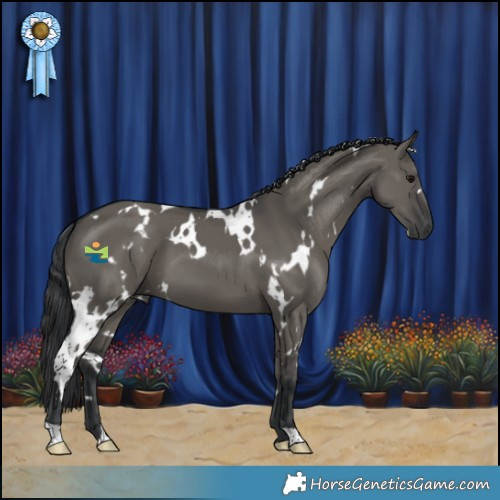 Horse Color:White Spotted Grullo 