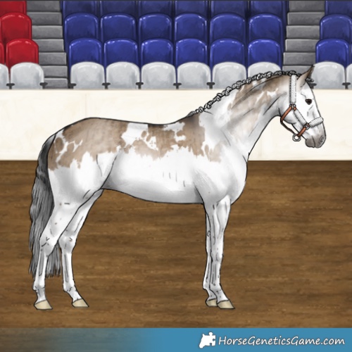 Horse Color:Gray White Spotted Brown Dun Splash Brindle 