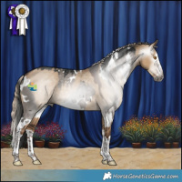 Horse Color:Gray White Spotted Grullo Splash  and Gray Liver Red Dun Splash 