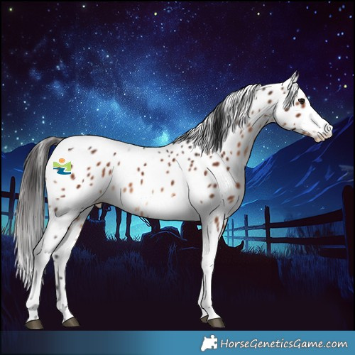 Horse Color:Brown Tobiano Appaloosa